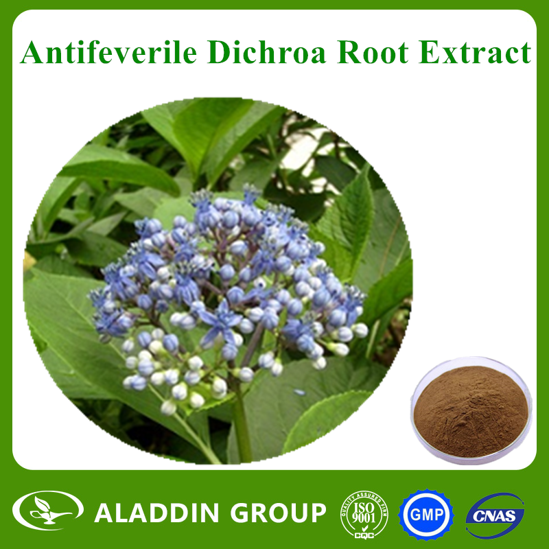 Antifeverile Dichroa Root Extract