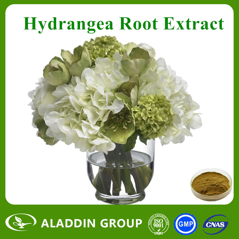 Hydrangea Root Extract